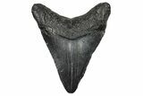 Juvenile Megalodon Tooth - South Carolina #368690-1